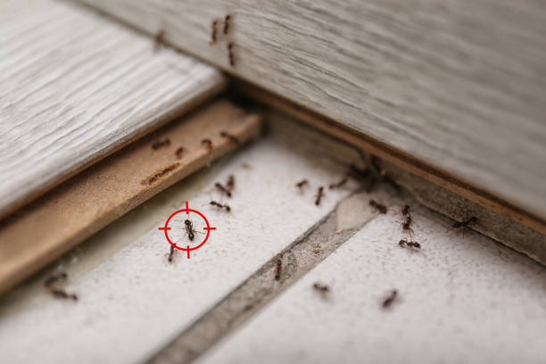 Best Pest Prevention Services  in Rushville, NE